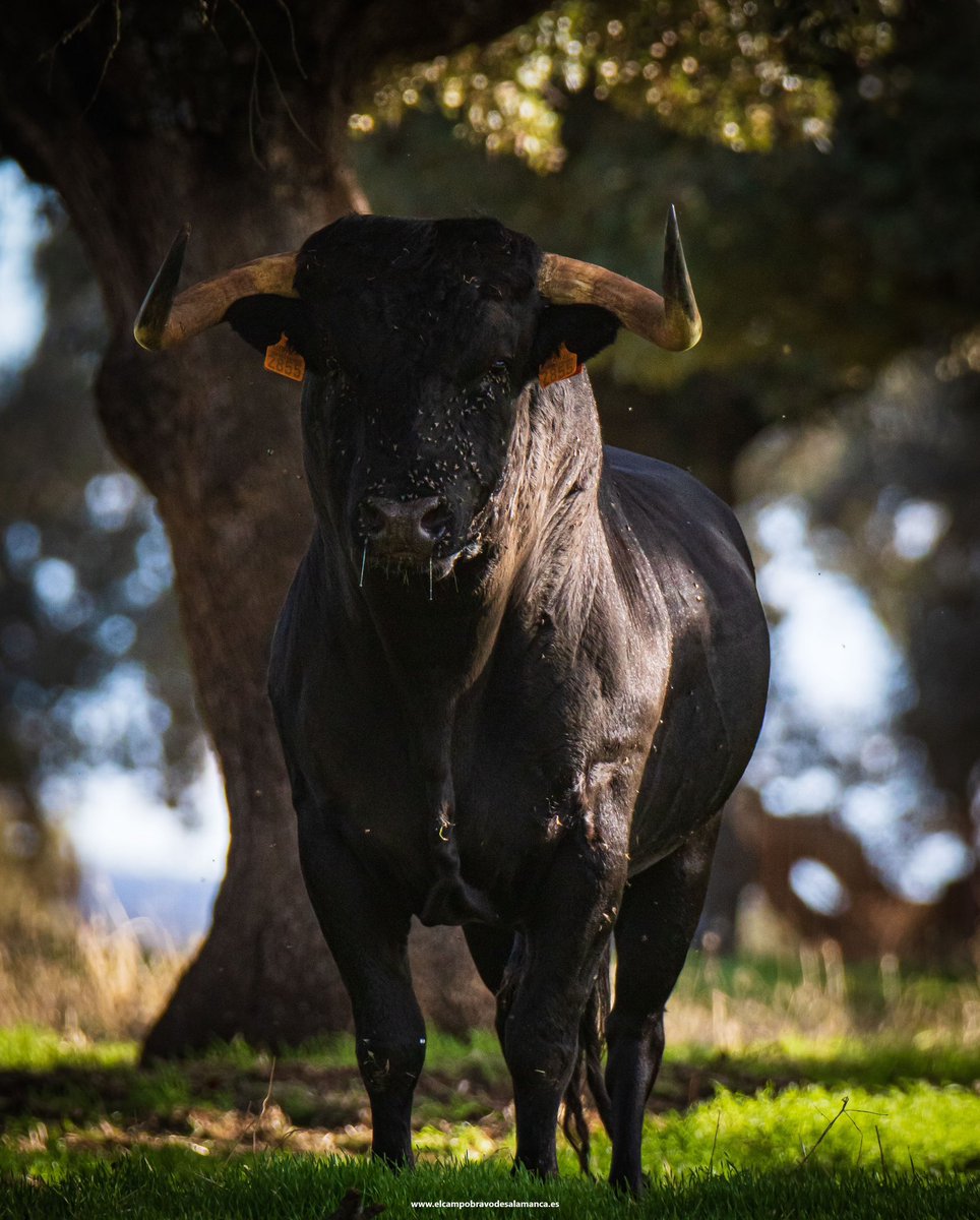 La mirada de intimidación de un toro de <a href="/JuanLuisvisitas/">Juan Luis Fraile Martín</a> , un momento único que asusta y engancha. Adrenalina pura .