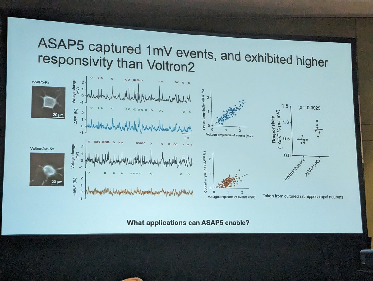 MCCStweets's tweet image. Game-changing voltage sensing tools, developed by Yukon Hao in @MichaelLinLab lab at @Stanford
#MCCS24