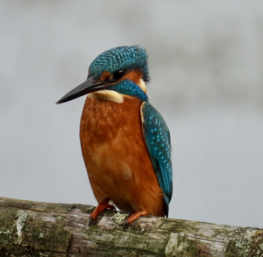 Close up with a kingfisher today in South Worcestershire.