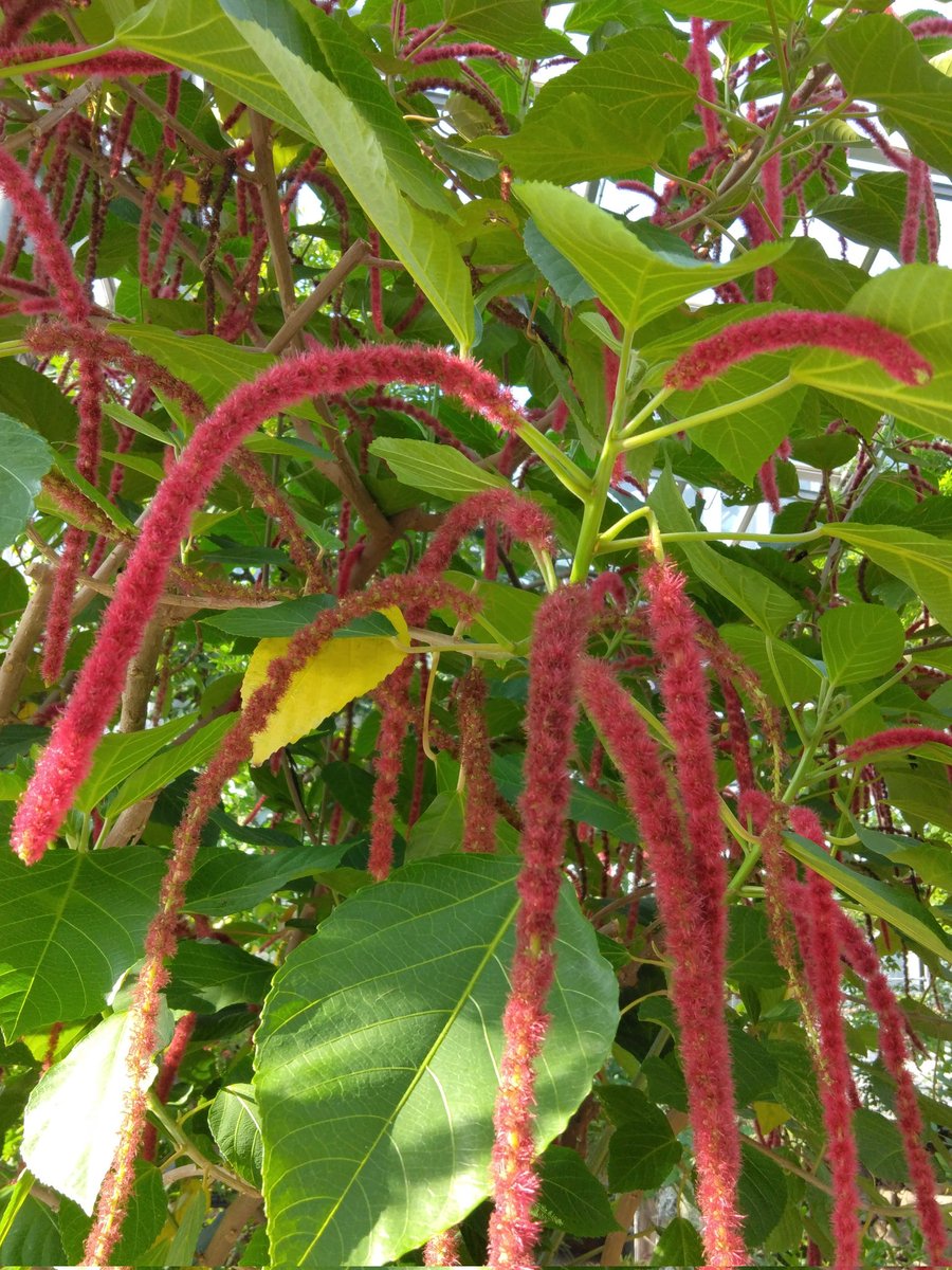 mVvV37QL1SNSSva's tweet image. 仕掛けが多すぎる
正解はどれなんやあ

Which is the correct one
to choose?
#仕掛けが多すぎる
#ベニヒモノキ #chenillePlant
#Meirinraise