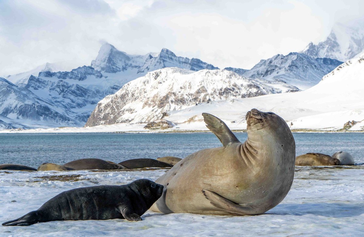 Good to be back on South Georgia with <a href="/BAS_News/">British Antarctic Survey 🐧</a>