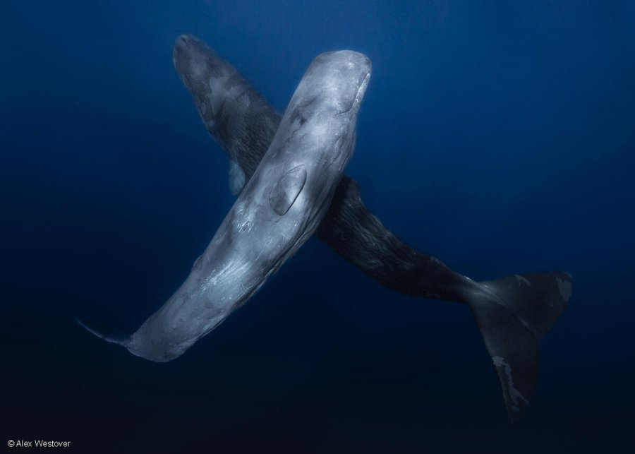 UNBiodiversity's tweet photo. 🪸The oceans do so much for us — providing half of our oxygen, food for a billion people, and a home for some of the most spectacular wildlife on Earth. But they need our help, take action to #ProtectTheOceans  
Find out more:  https://t.co/sQ72GAxHLm

via @Greenpeace https://t.co/3uBqZLeDK9