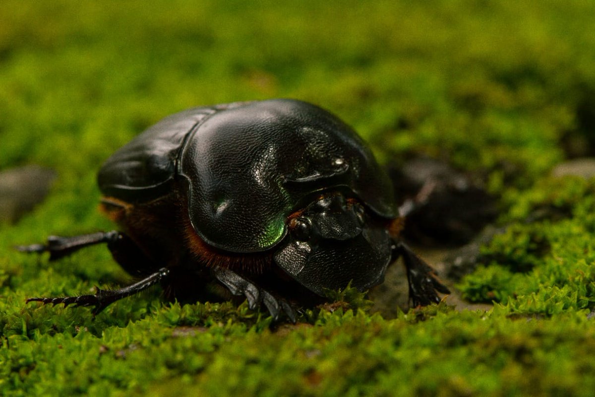 En Acoganar celebramos el #DíaMundialDelAnimal mostrándoles imágenes inspiradoras de algunas especies que protegemos mediante la regeneración en nuestros predios.

¡Nos sentimos orgullosos porque regenerar nos permite cosechar y conservar la biodiversidad animal!