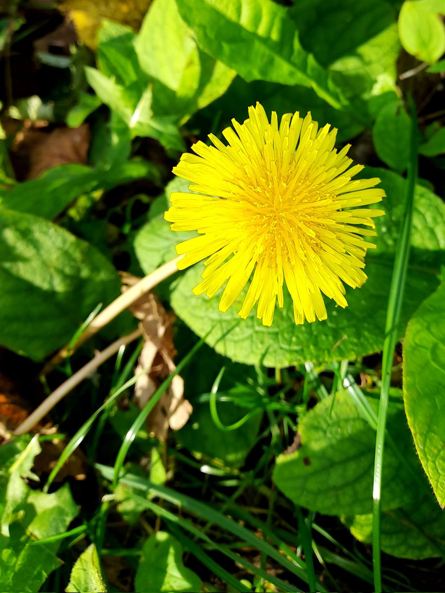 Brian Hodgkin, ML (@brianh4951) on Twitter photo Well there's an October dandelion today! In Beeston and proud of it <a href="/DandelionAppre1/">Dandelion Appreciation Society</a> Well there's an October dandelion today! In Beeston and proud of it <a href="/DandelionAppre1/">Dandelion Appreciation Society</a>