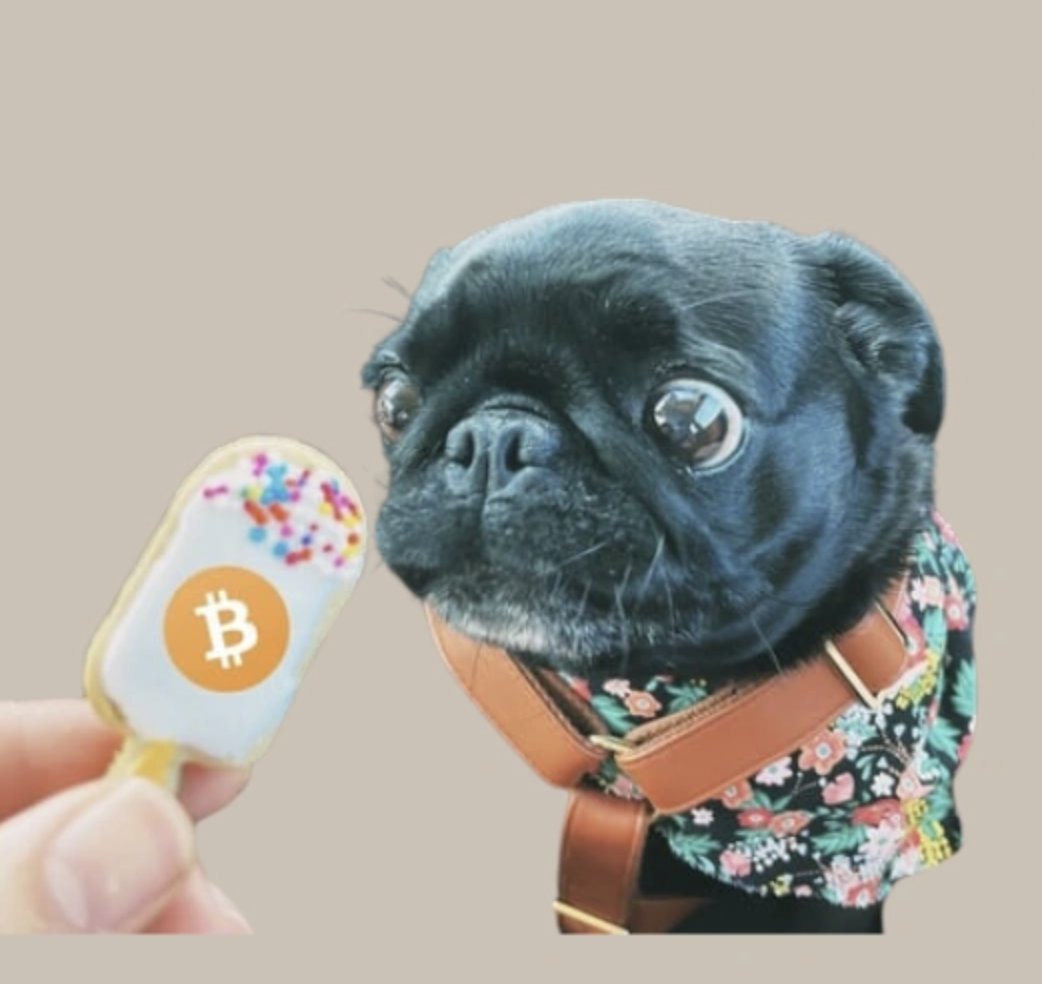 LucaJ99X's tweet photo. @mrpunkdoteth This pug will change lives https://t.co/yx4VwdPFRt
