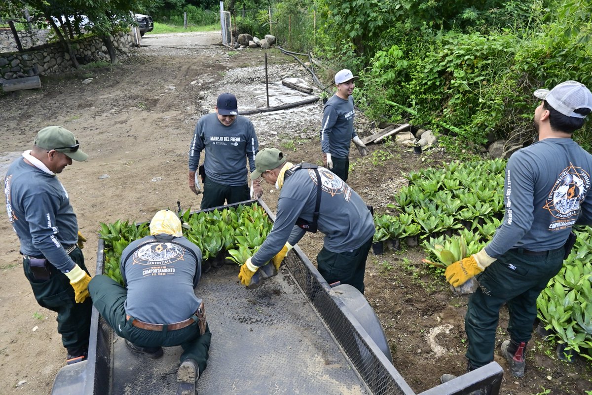 En el ejido El Jalocote de #Autlán, donde las pendientes pronunciadas provocan escorrentías rápidas, se han plantado 2,000 agaves maximiliana y salmiana en 4 hectáreas para reducir la velocidad del agua y los habitantes aprovechen económicamente estas especies. #TerritorioJIRA
