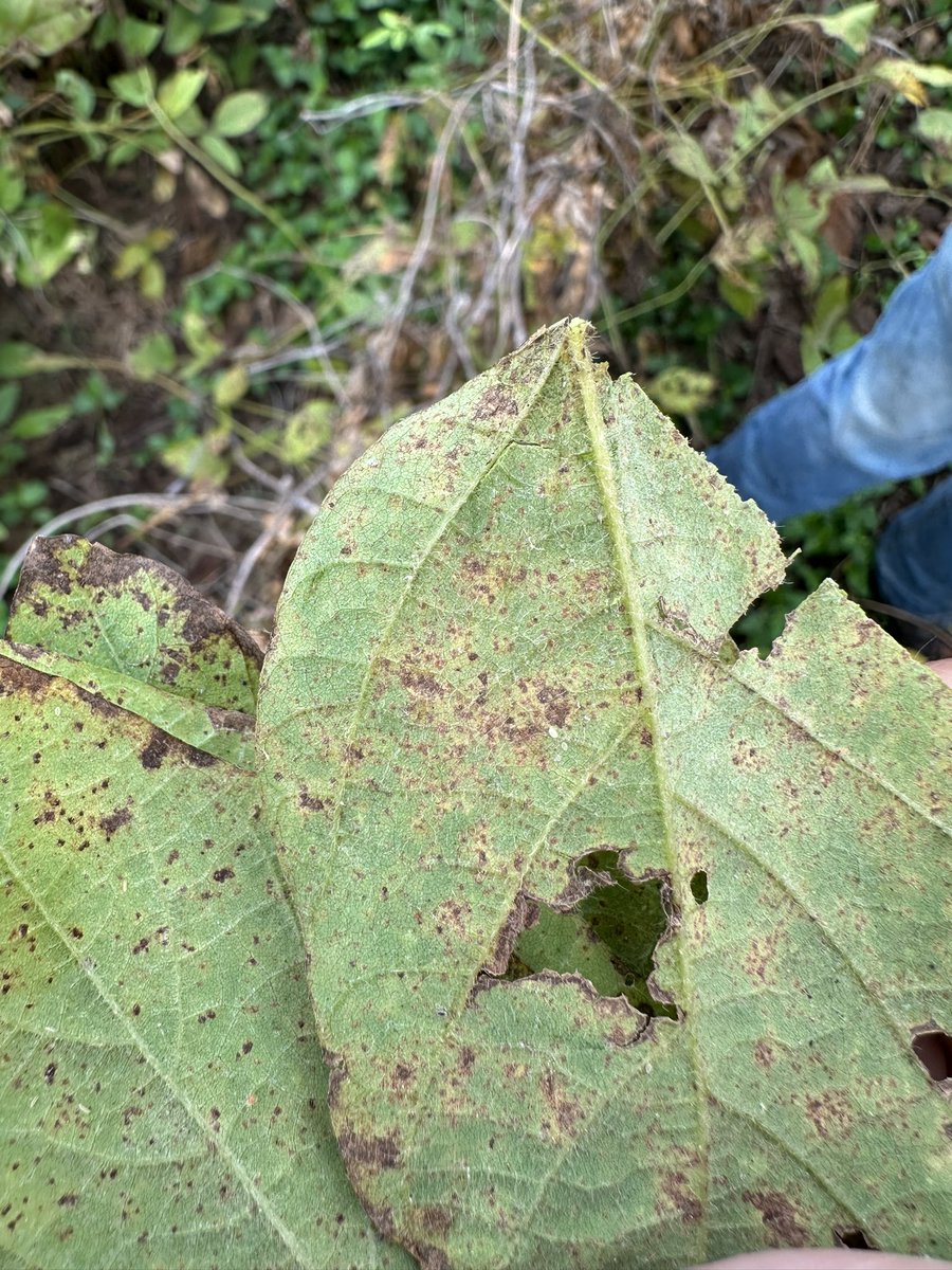 bobkemerait's tweet image. UGA Stripling Irrigation Research Park near Camilla, Georgia. Finally finding soybean rust in our sentinel plots, also rust in Tift County soybeans as well. Too late to matter, but perhaps associated with Hurricane Helene. UGA Extension.