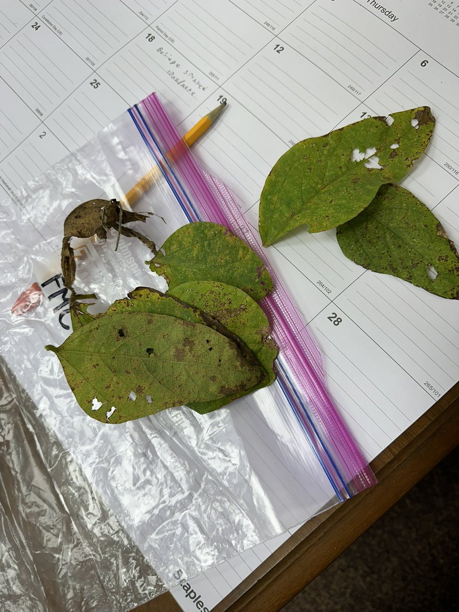 bobkemerait's tweet image. UGA Stripling Irrigation Research Park near Camilla, Georgia. Finally finding soybean rust in our sentinel plots, also rust in Tift County soybeans as well. Too late to matter, but perhaps associated with Hurricane Helene. UGA Extension.
