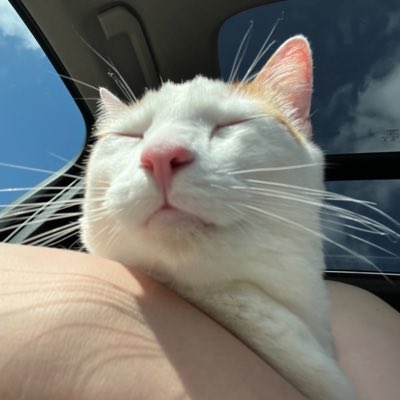 the_geminist's tweet photo. #NewProfilePic
Shamefully continuing to promote my baby kitty cat’s @gofundme. He needs to get his brain cell and spine checked so donations from the kind, philanthropic, charitable cat people/animal lovers/nice folk of twitter are very much appreciated!

https://t.co/INEVwkIIKF https://t.co/13B9GpHt4A