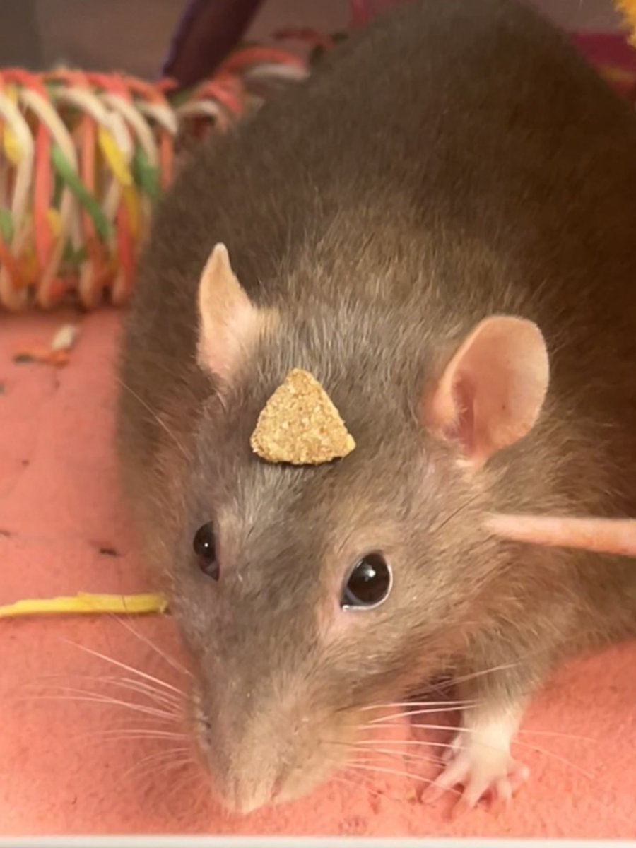 Beauregard R R R Rattington V