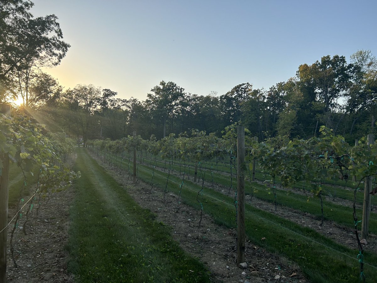 Alexandria13abc's tweet photo. This is what the grapes at the vineyards of Gideon Owen Wine Company look like after they were attacked by nearby birds and animals. The owner tells me it all goes back to those dry conditions. 

Tonight on Action News at 10 &amp; 11. 🍷 https://t.co/AneaBwd6xI