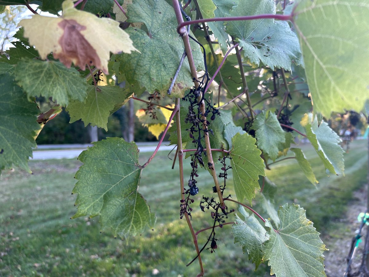 Alexandria13abc's tweet photo. This is what the grapes at the vineyards of Gideon Owen Wine Company look like after they were attacked by nearby birds and animals. The owner tells me it all goes back to those dry conditions. 

Tonight on Action News at 10 &amp; 11. 🍷 https://t.co/AneaBwd6xI