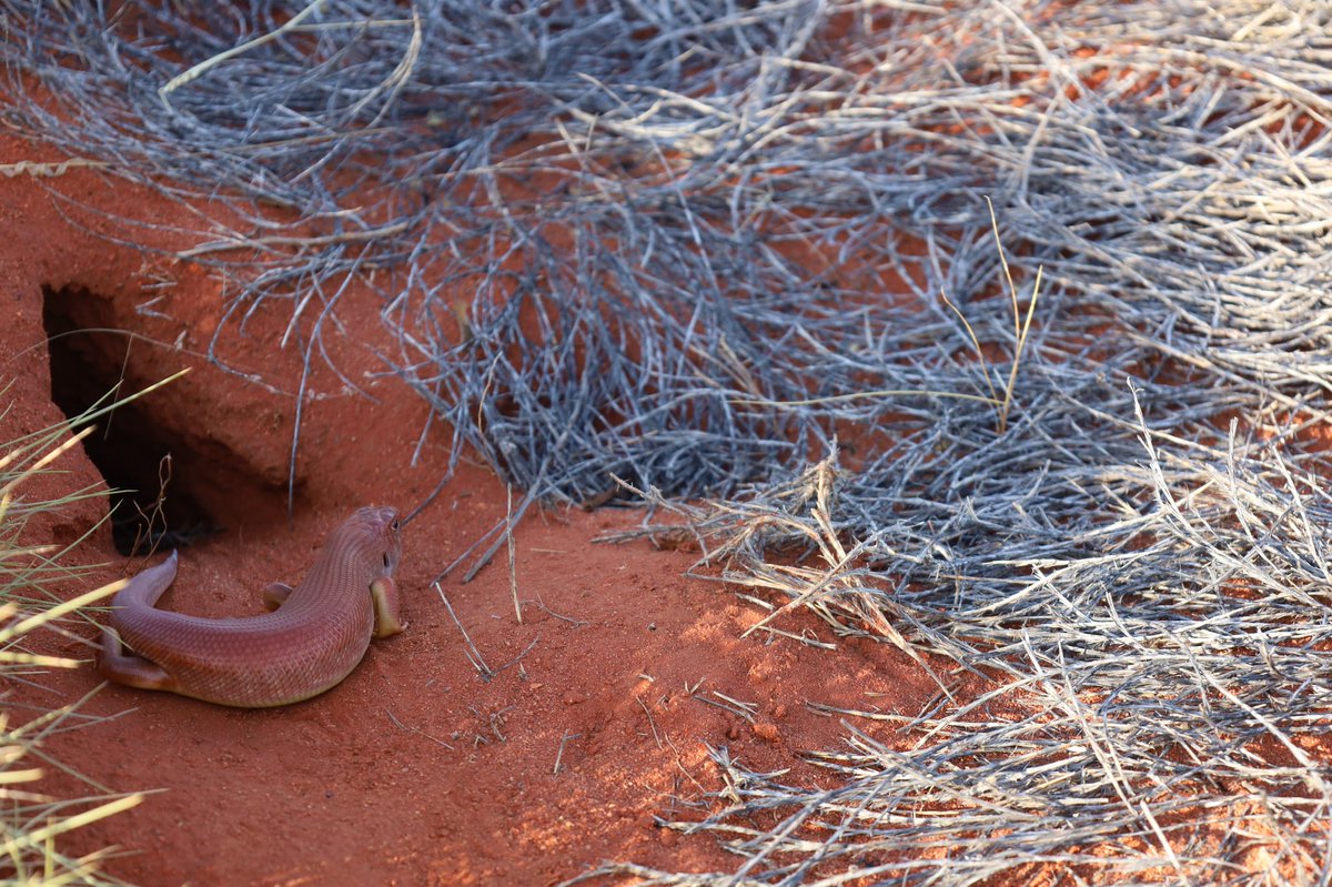 Have tjakura/tjalapa/warrana/mulyamiji started waking up on your country yet? 

Now is a great time to set up some spy cameras. Contact Lara and Rachel at the IDA if you need to borrow tjakura cams, or need any help with camera monitoring around Great Desert Skink burrows!