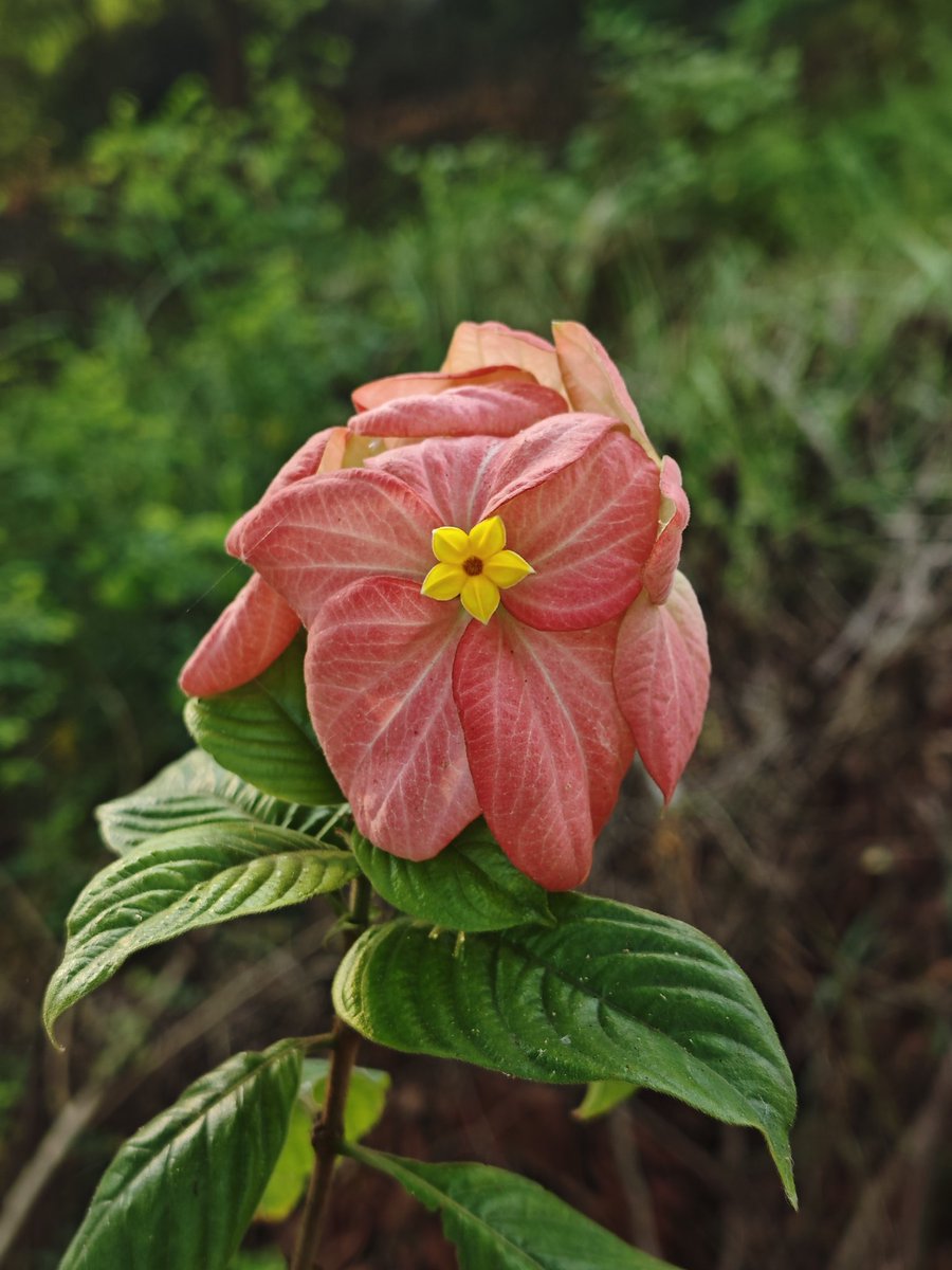 GarpuSendok69's tweet photo. #flowerphotography #flower https://t.co/XA92AKCCka