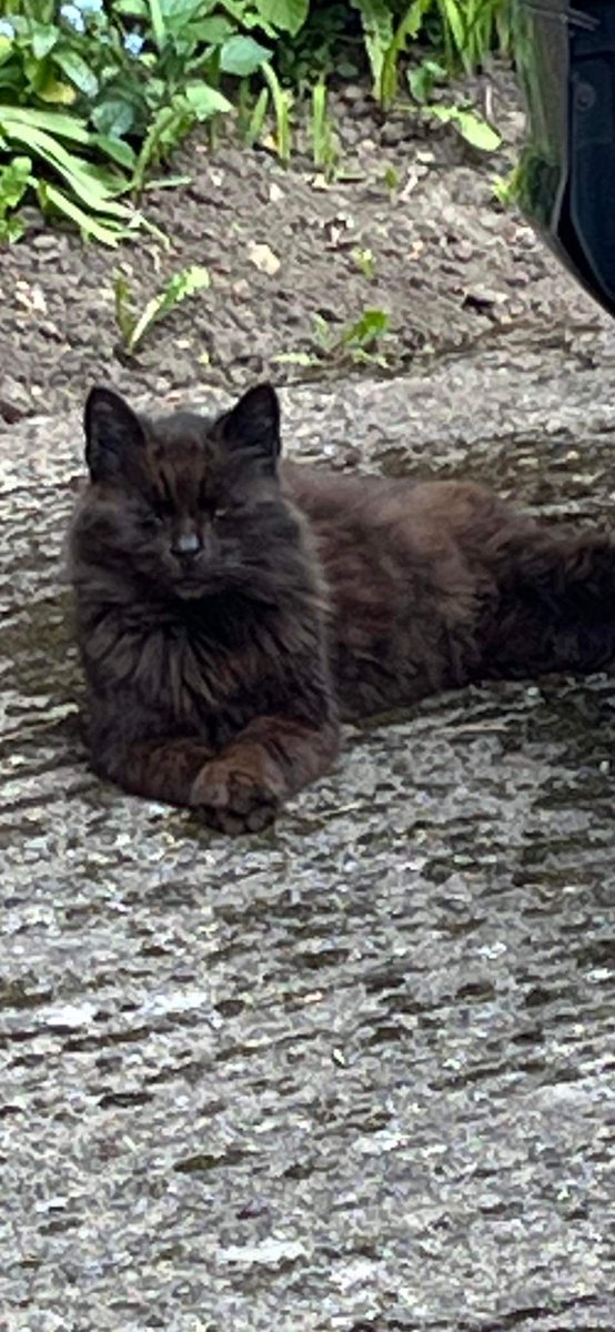marie_kate2's tweet photo. FOUND #Newbold #Chesterfield. No chip. Been straying 12 months 😡 https://t.co/YvIY8s6pFC