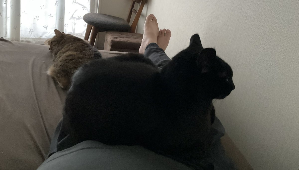猫たちとだらだら過ごす至高の週末