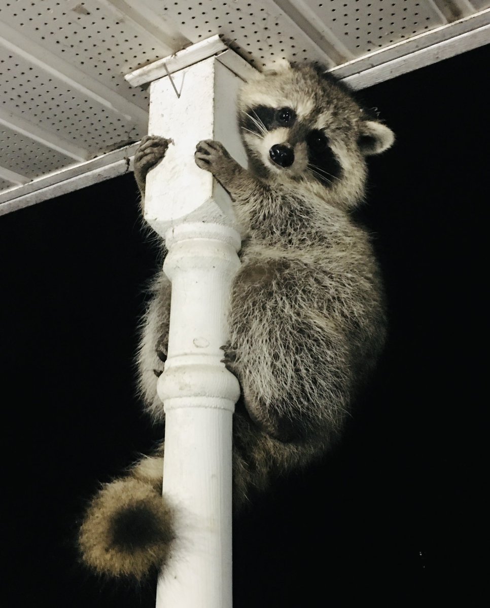 I had a special visitor on my front porch. #SoCute 😊