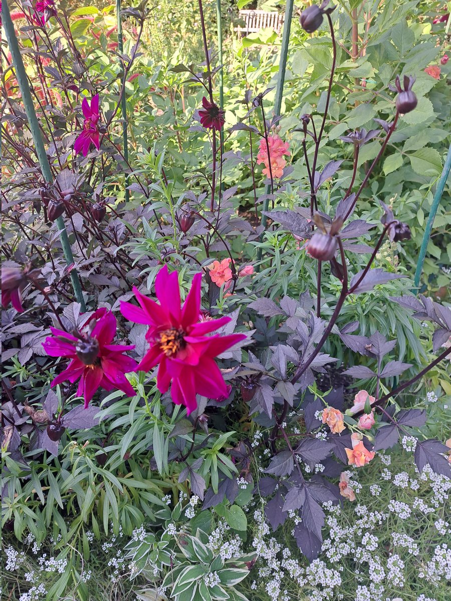 These dahlias are gorgeous.