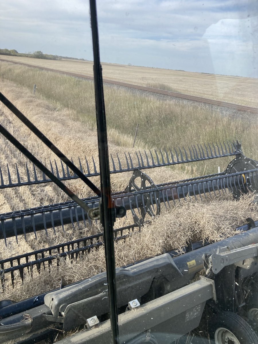 A little strip of canola along the railway tracks ends #harvest2024