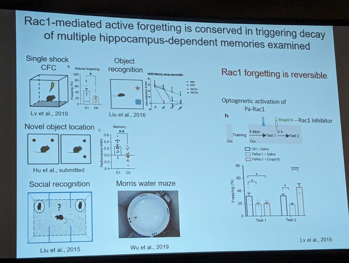MCCStweets's tweet image. Final talk of the symposium - @YiZhongLab on dynamic mechanisms of natural forgetting.
#MCCS24
#SfN24