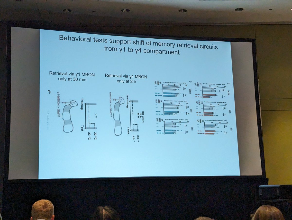 MCCStweets's tweet image. Final talk of the symposium - @YiZhongLab on dynamic mechanisms of natural forgetting.
#MCCS24
#SfN24