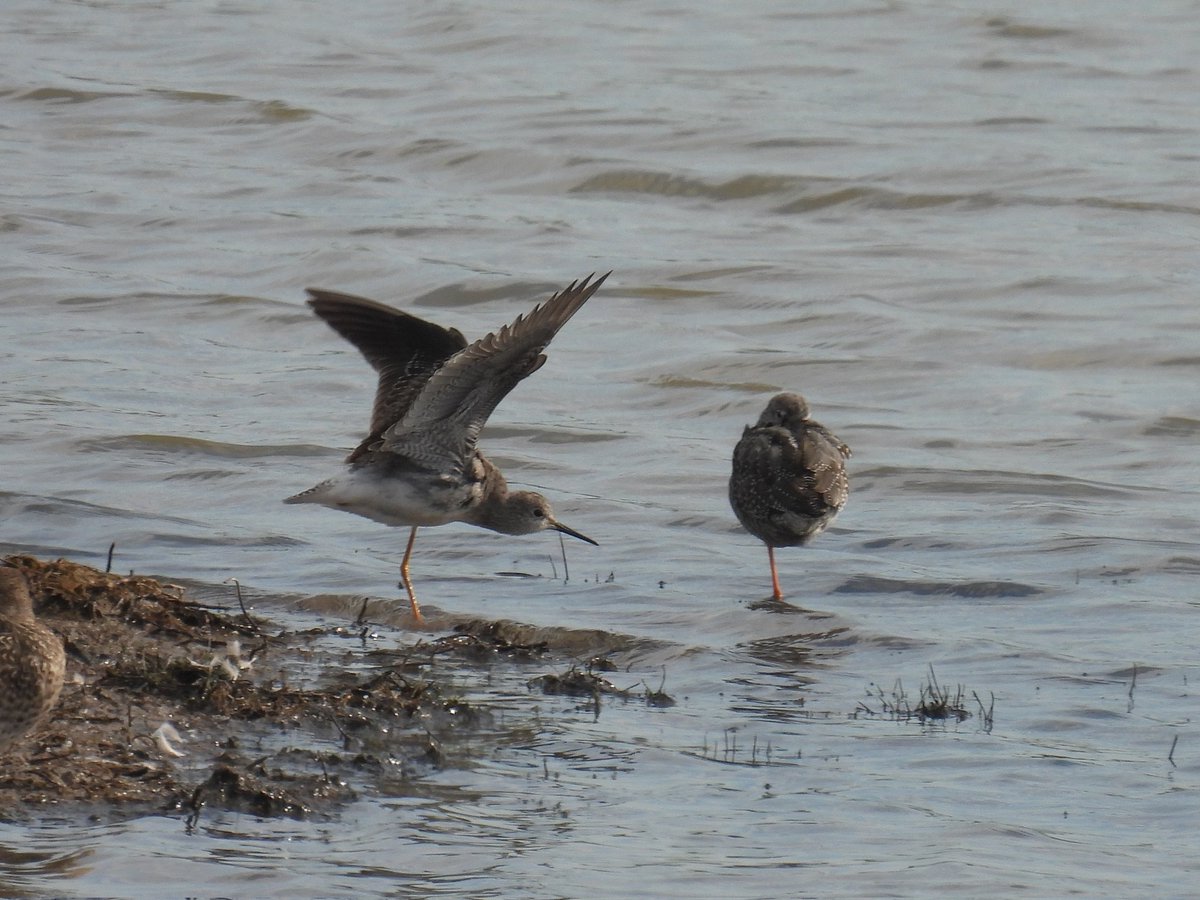 matthewjhall95's tweet photo. Brilliant day on Severnside. Goshawk (patch tick thanks to @OscarDewhurst), Dark-bellied Brent, 5 Pintail, Marsh Harrier, Treecreeper (rare here) plus 1st Redwing and Siskin Aust Services/STW. Lesser Yellowlegs, Spotshank, Little Stint and Ruff on Pilning Wetlands @bristolbirding https://t.co/TGKFDs3ULb