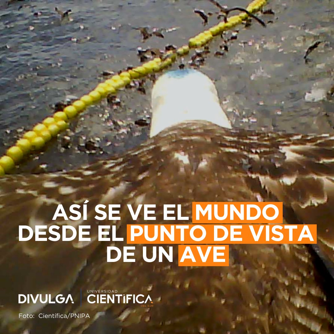 Científicos peruanos utilizan cámaras GPS en piqueros peruanos para observar su actividad en la costa y estudiar cómo interactúan con las embarcaciones pesqueras de anchoveta, su principal alimento. Esto permite un mejor cuidado de los recursos marinos en el Perú.
#AvesCentinelas