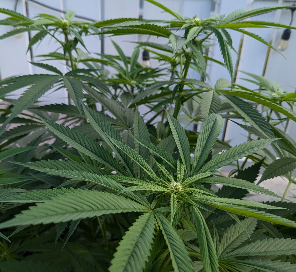 SmashGrows's tweet photo. Platinum Gorilla x Chimera 3 by #SmokingMonkeyGenetics
I really need to do a full run outside.
This one vegged indoor and Flowered outside.
Using #megacrop 1 part & Sea-k kelp by @GreenleafNutes
#growyourown #Growtober #growmies #Mmemberville https://t.co/U6OZkva1oc
