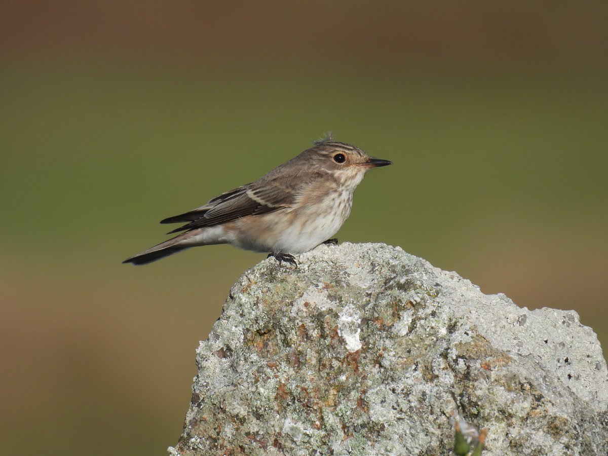 First Siskin of the autumn logged today. Also, Yellow-browed Warbler in St John's Valley (constitutes the 4th bird day for the species), a late Willow Warbler got the heart racing, Ring Ouzel still present and 3 Lapwing new-in. Short-toed Lark now onto it's 12th day! <a href="/BirdGuides/">BirdGuides</a>