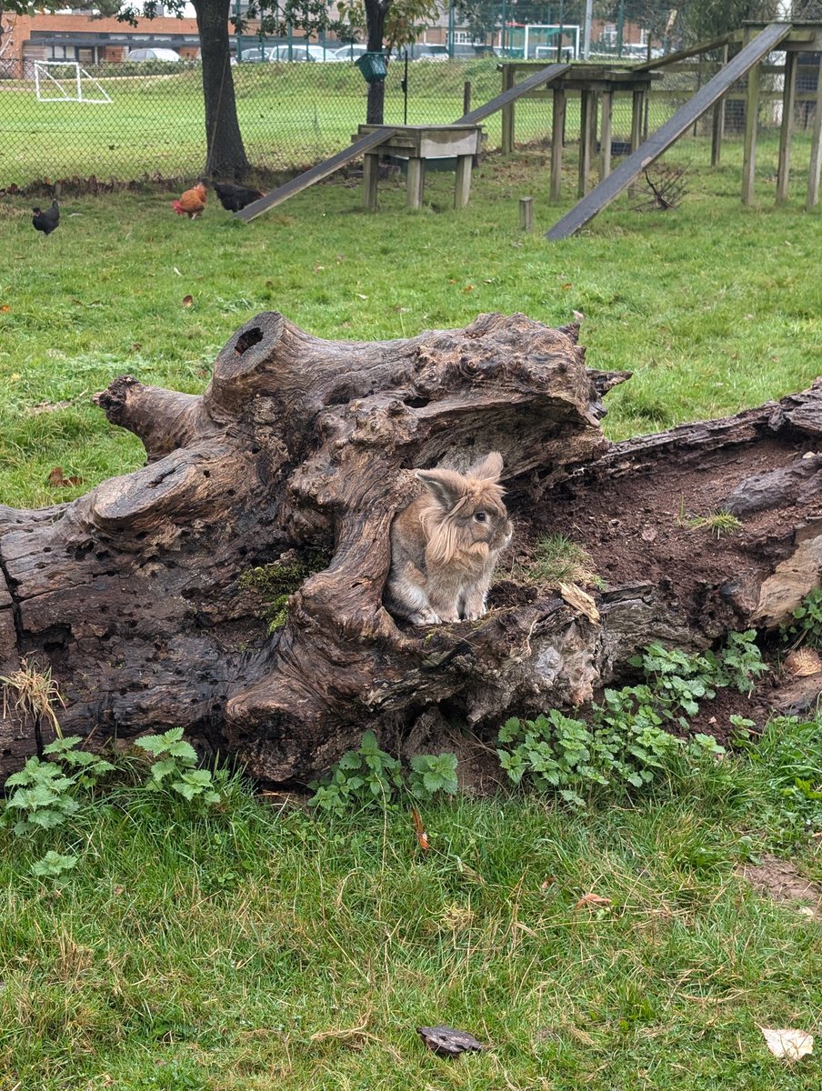 YH_SmallHolding's tweet image. Happy #WorldAnimalDay2024 from all the animals in our smallholding and wishing you all a relaxing weekend! @YorkHouseSch