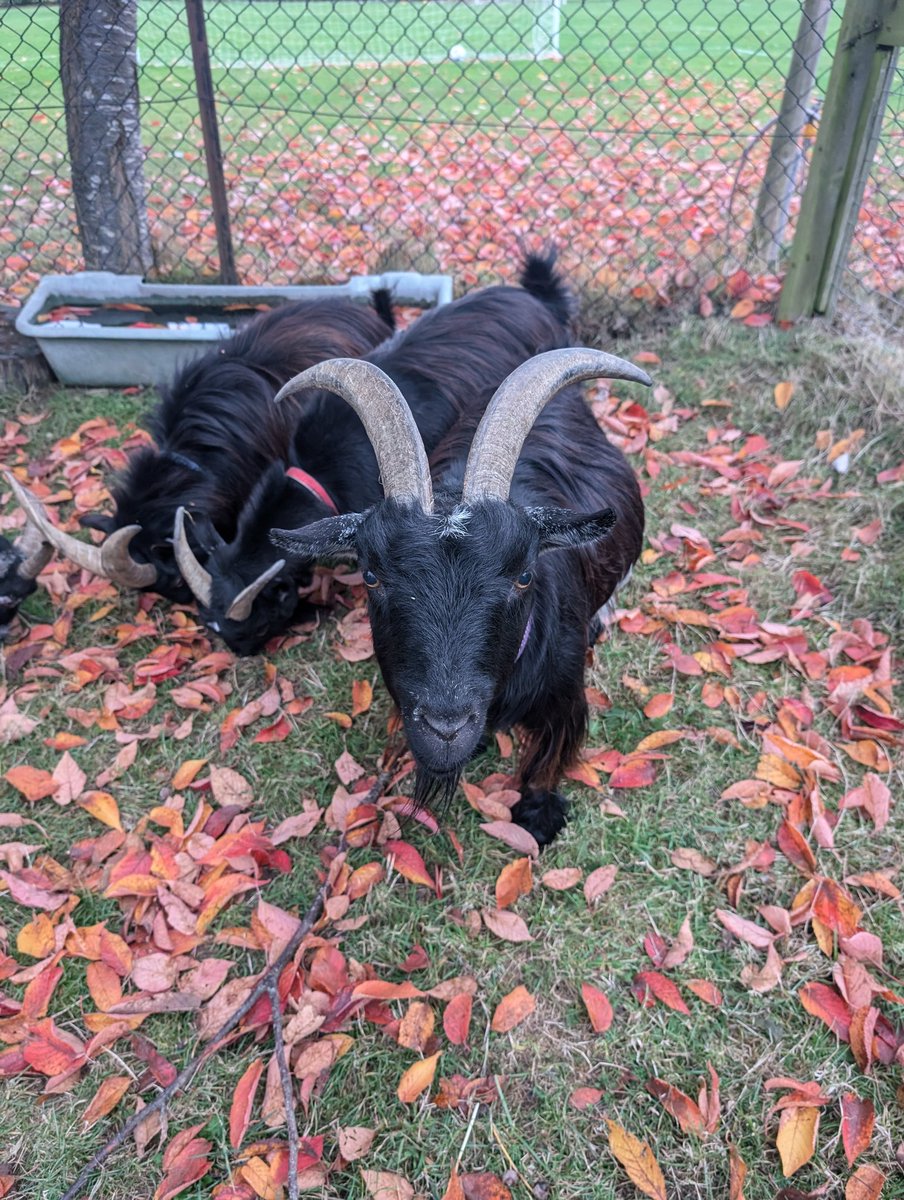 YH_SmallHolding's tweet image. Happy #WorldAnimalDay2024 from all the animals in our smallholding and wishing you all a relaxing weekend! @YorkHouseSch