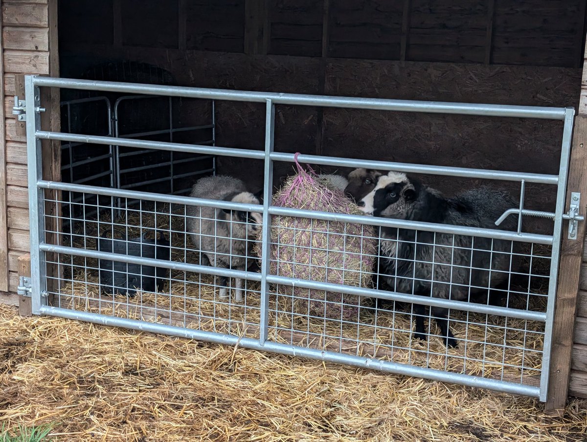 YH_SmallHolding's tweet image. Happy #WorldAnimalDay2024 from all the animals in our smallholding and wishing you all a relaxing weekend! @YorkHouseSch