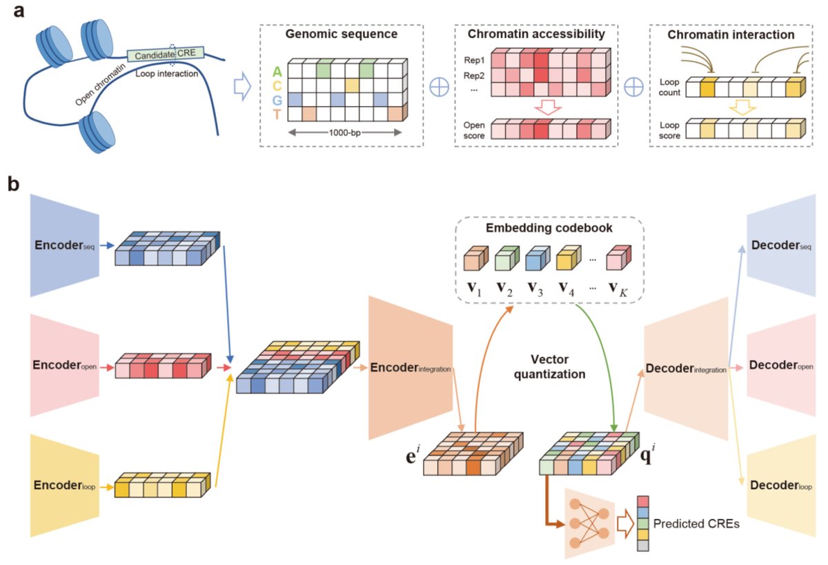 razoralign's tweet photo. CREATE: cell-type-specific cis-regulatory elements identification via discrete embedding https://t.co/fSRrrDvequ https://t.co/bpPncEeX5e