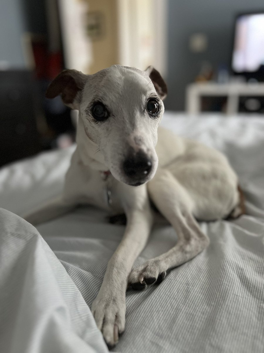 Today the kids fought over who got to pet Mickey and honestly, I get it.