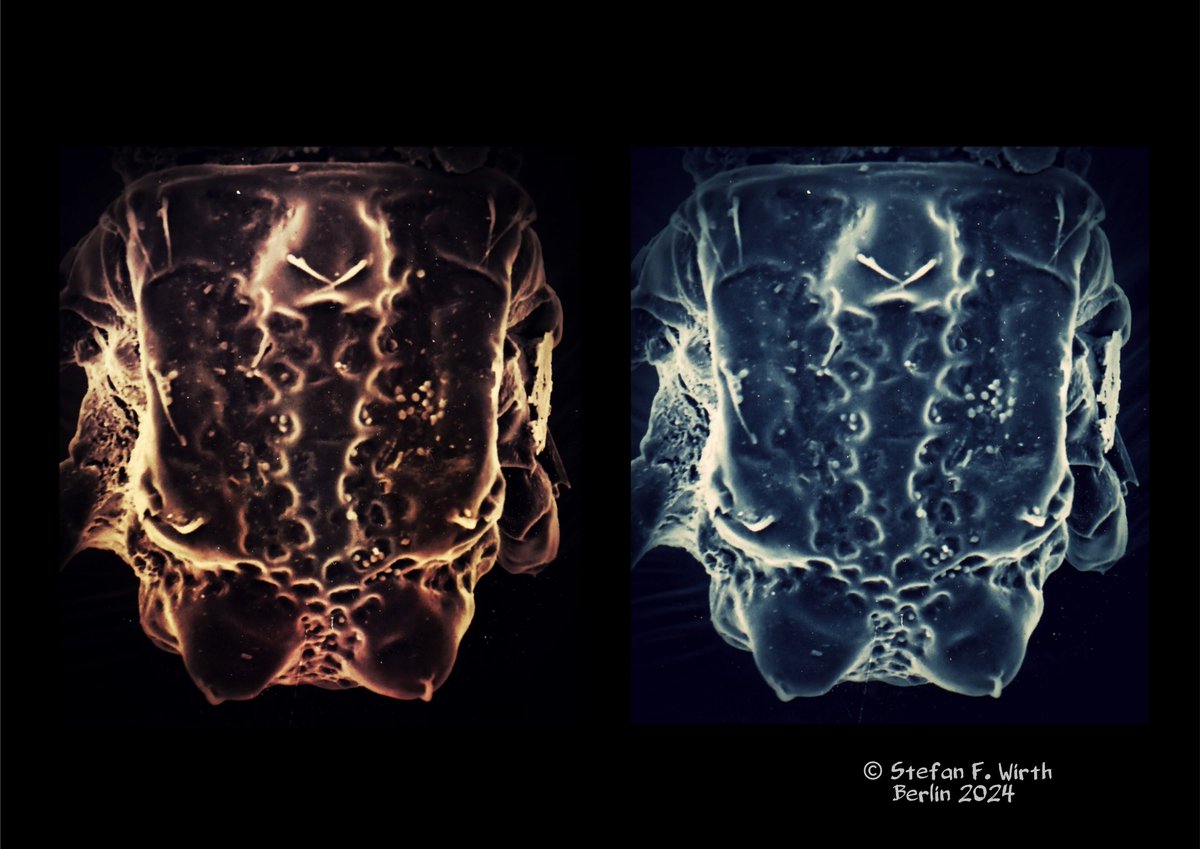 wirthstef's tweet image. Please watch and like my newest X #article about #bioart and #miteresearch, also including a #video:
x.com/wirthstef/stat…

One of the topics:
Why does a researcher decide to delve into a discipline of biology over and over again? Interest in #excitingquestions. But it is also
