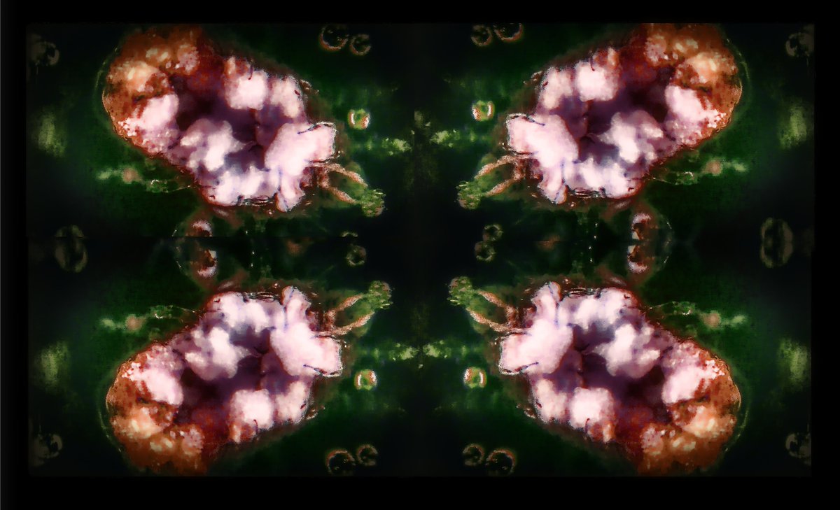 wirthstef's tweet image. Please watch and like my newest X #article about #bioart and #miteresearch, also including a #video:
x.com/wirthstef/stat…

One of the topics:
Why does a researcher decide to delve into a discipline of biology over and over again? Interest in #excitingquestions. But it is also