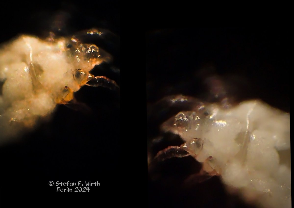 wirthstef's tweet image. Please watch and like my newest X #article about #bioart and #miteresearch, also including a #video:
x.com/wirthstef/stat…

One of the topics:
Why does a researcher decide to delve into a discipline of biology over and over again? Interest in #excitingquestions. But it is also