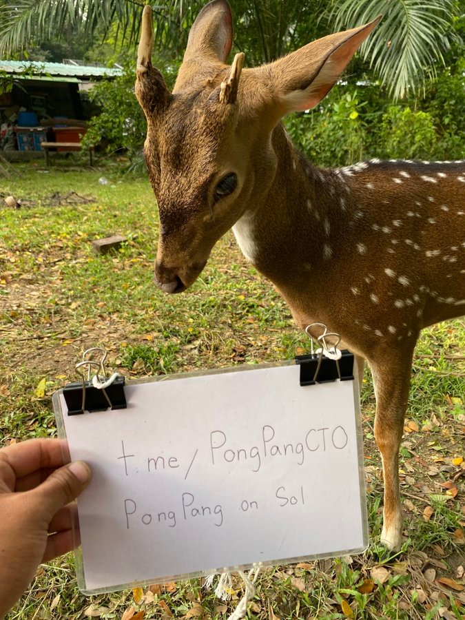 <a href="/patty_fi/">PattyIce</a> Bro I just wanna see the new pictures of #Pongpang that we will get everyday because the team onboarded the caretaker of him! We will get never-ever seen pictures of this cute deer that lives in the same zoo as #Moodeng! <a href="/PongPangOnSol/">Pong Pang Fan Page</a>