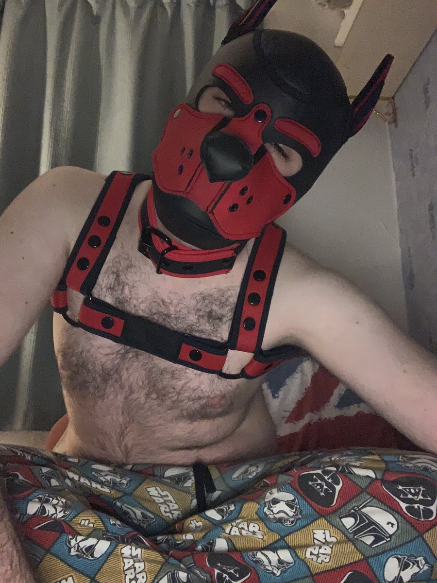 New harness and collar!!!