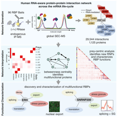 Large-scale map of RNA-binding protein interactomes across the mRNA life cycle dlvr.it/TF0sx2