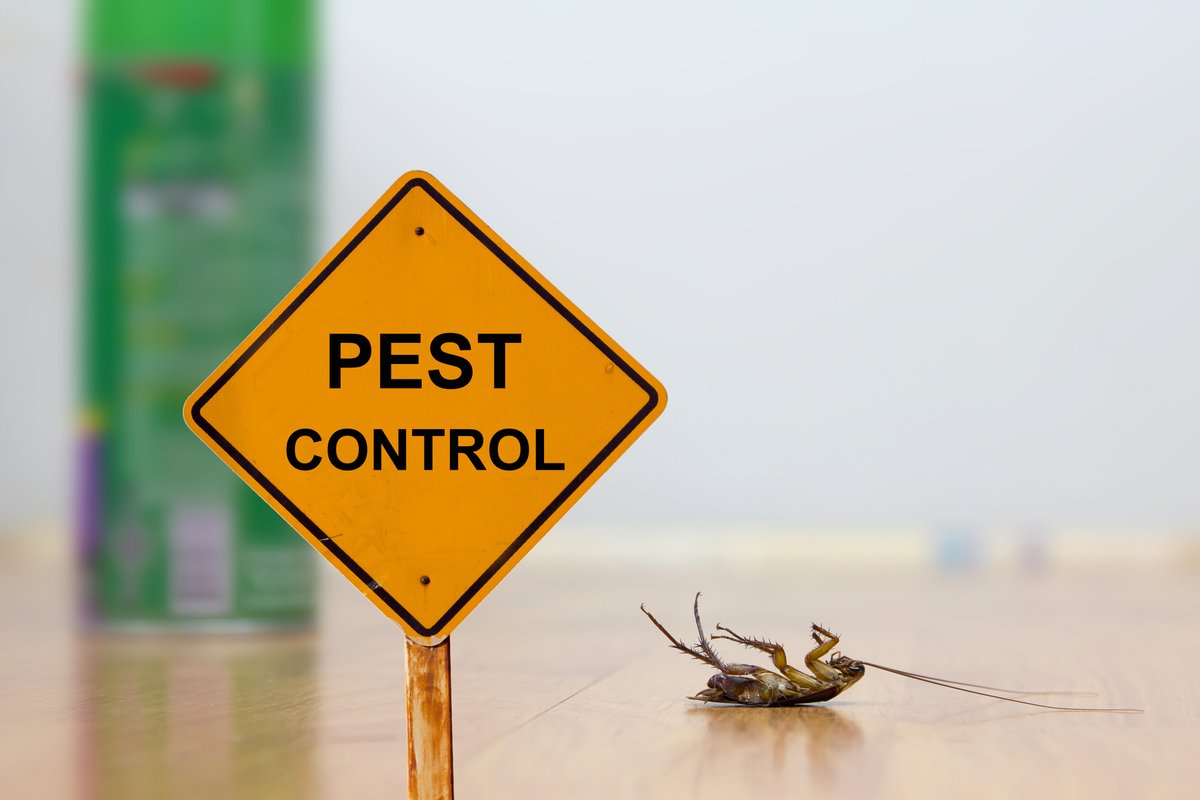 GoldshotExt's tweet image. Tired of dealing with pesky pests in your home? Take control with our DIY pest control tips!  We have everything you need to keep your space pest-free. Say goodbye to bugs and rodents for good! #DIYPestControl #PestFreeHome
Visit goldshotexterminating.net