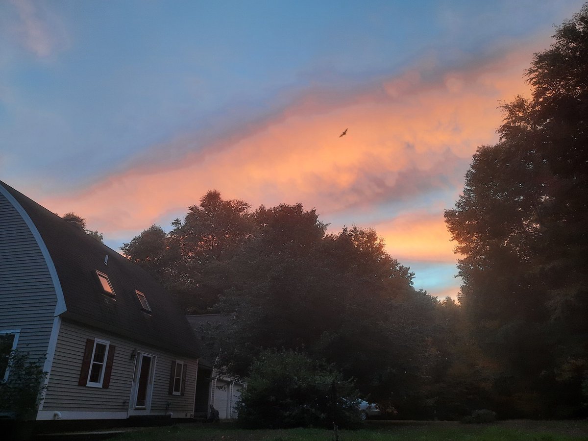 Safigirl17's tweet photo. I was taking a picture of the gorgeous sunset and didn't realize a bat was flying across the sky. We have a few bats residing in our bat house and they come out at dusk. #Bat #NHNature #LoveNature #OurBeautifulWorld #Coexist https://t.co/eHPVXOJj12
