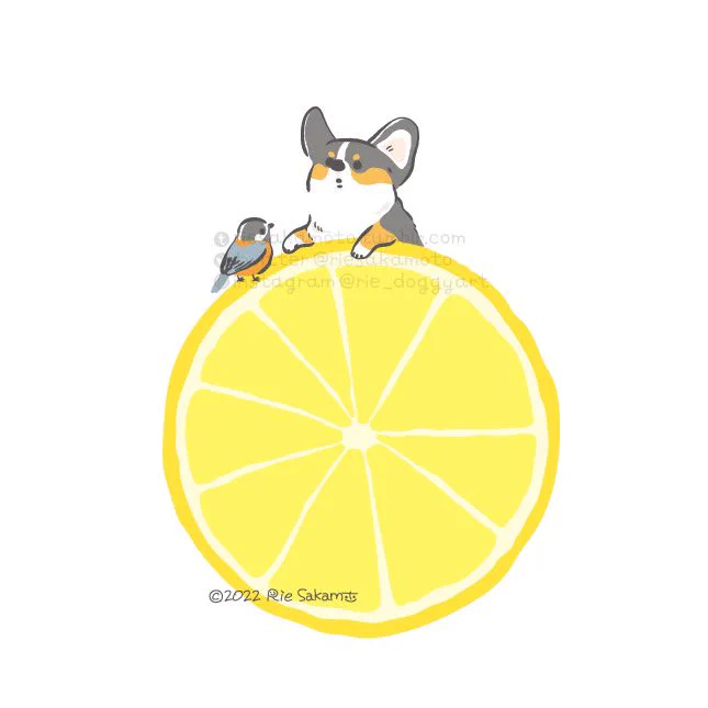 レモンの日のコーギーと野鳥たち#レモンの日 