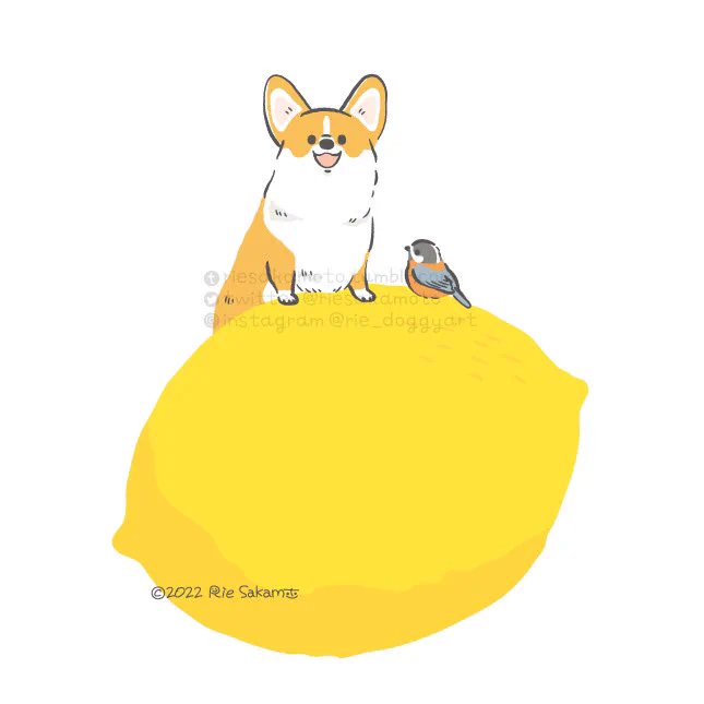 レモンの日のコーギーと野鳥たち#レモンの日 