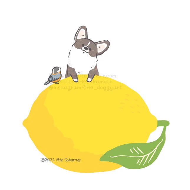レモンの日のコーギーと野鳥たち#レモンの日 