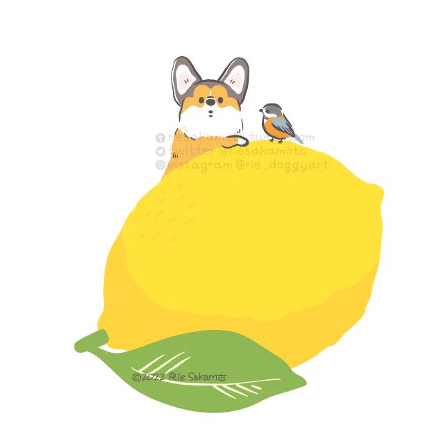 レモンの日のコーギーと野鳥たち#レモンの日 