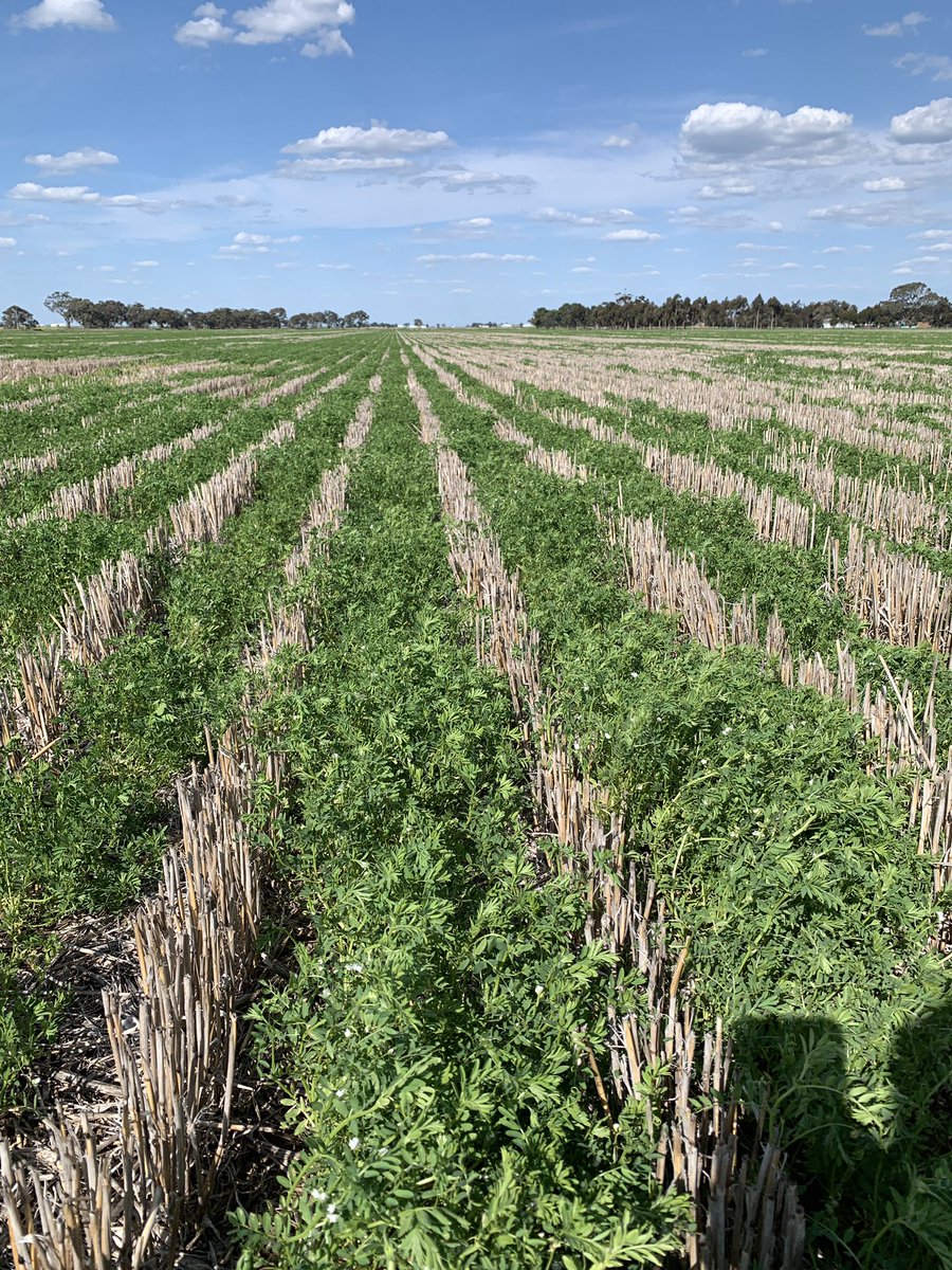 Brendan Torpy (@brendantorpy) on Twitter photo The <a href="/AGF_Seeds/">AGF Seeds</a> crops of Spinnaker barley & Terrier lentils. Both available 2025. Spinnaker shows yield improvements of up to 11% vs Planet in 2-4t/ha environment with improved grain package. Terrier- IMI tolerant small red lentil with improved disease package <a href="/AuSeednet/">Seednet_au</a> <a href="/TRethus/">Tim Rethus</a> The <a href="/AGF_Seeds/">AGF Seeds</a> crops of Spinnaker barley & Terrier lentils. Both available 2025. Spinnaker shows yield improvements of up to 11% vs Planet in 2-4t/ha environment with improved grain package. Terrier- IMI tolerant small red lentil with improved disease package <a href="/AuSeednet/">Seednet_au</a> <a href="/TRethus/">Tim Rethus</a>