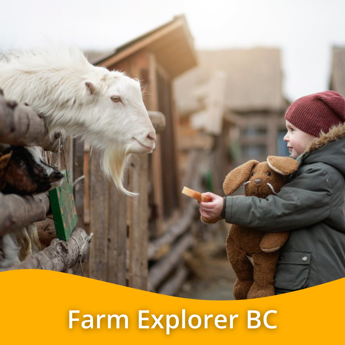 🍂🍁 Embrace the beauty of fall with our Farm Explore BC tool!✨ Discover local pumpkin patches, harvest festivals, and farm experiences perfect for your Thanksgiving preparations and family outings. Start your autumn adventure here: farm-explorer-bc-bcaitc.hub.arcgis.com
