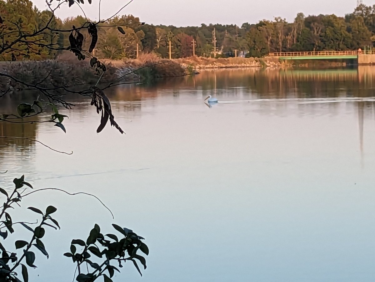 Pelican!!! Look at that goober!!! His beak is too big for his face!!! 

Was not expecting to see a pelican just ... vibing at the park today. Made my week.