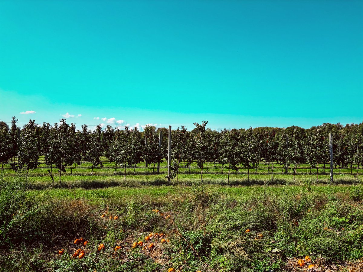 rochester ny | schutts apple mill 🍎
